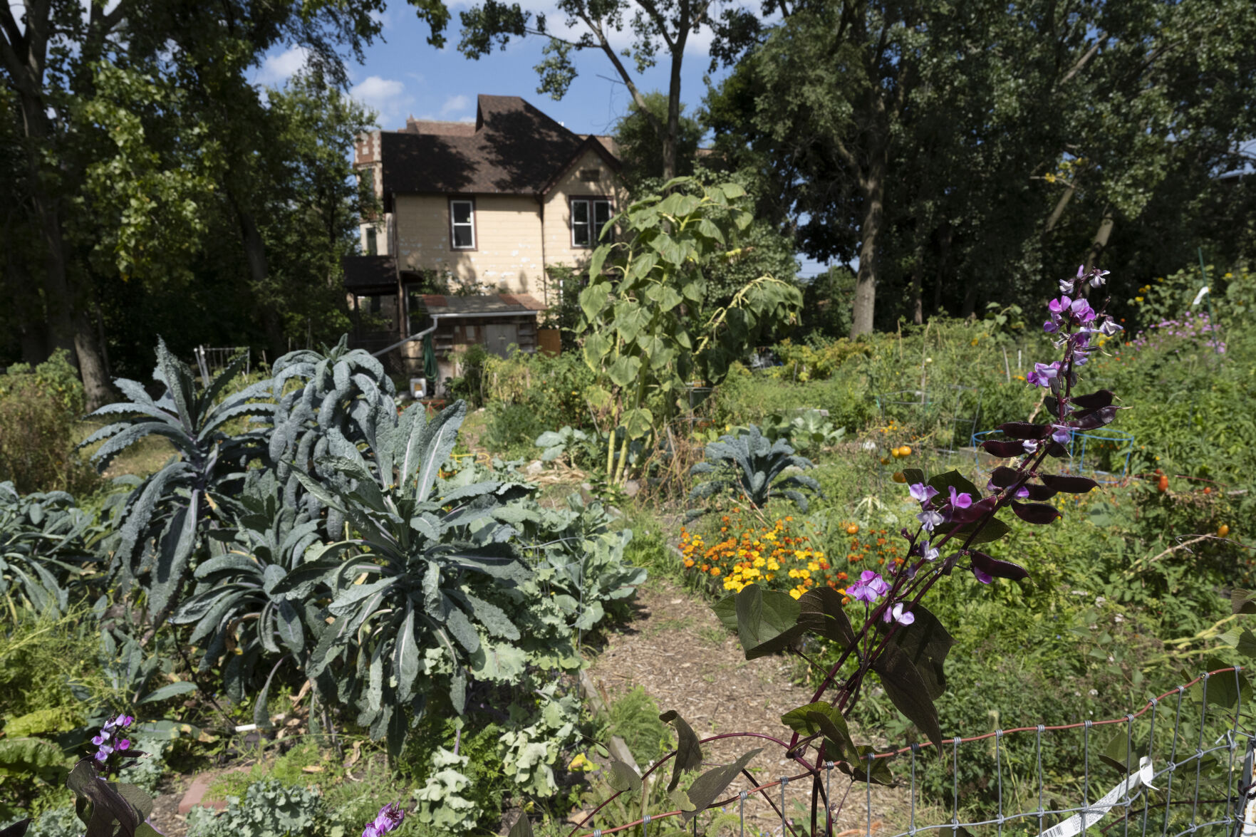 Community garden 3